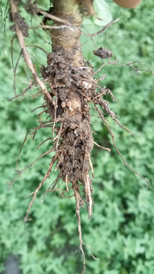 ضرانات اللي في جدري البرسيم مرض ولا طبيعي